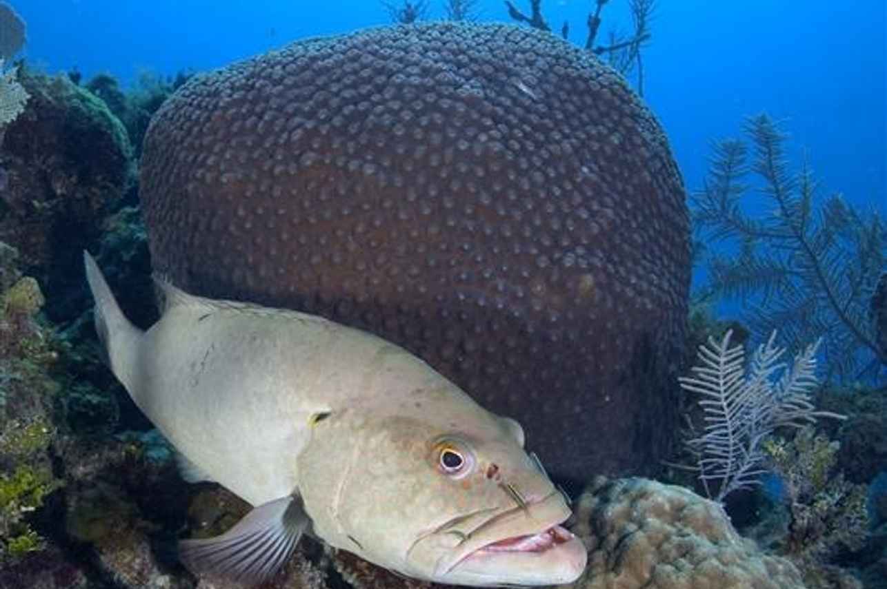 Diving the Jardines de la Riena