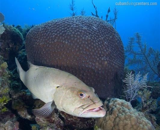 Diving the Jardines de la Riena