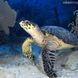 Hawsbill Turtle at the Gardens of the Queen Cuba