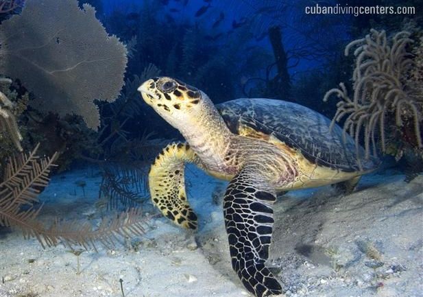 Hawsbill Turtle at the Gardens of the Queen Cuba