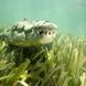 Saltwater Crocodiles at the Jardines de la Riena