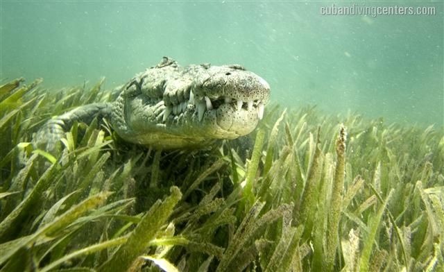 Saltwater Crocodiles at the Jardines de la Riena