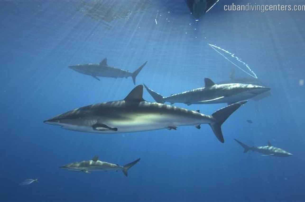 Exciting shark action in Cuba