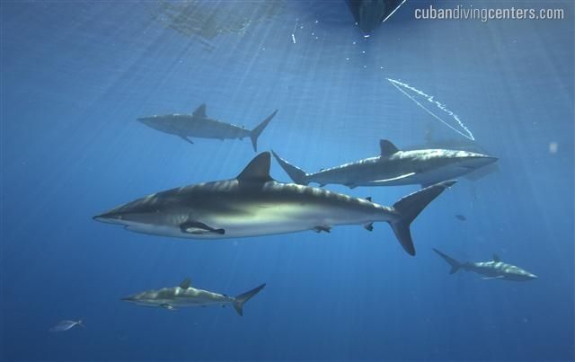 Exciting shark action in Cuba