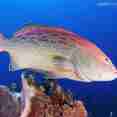 Caribbean marine life in Cuba - La Reina