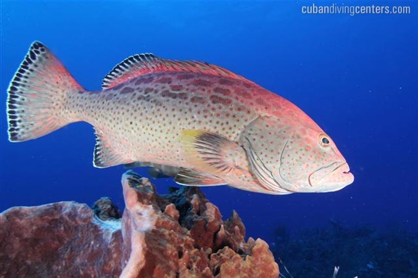 Caribbean marine life in Cuba - La Reina