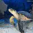 Turtle encounters in Cuba onboard La Reina
