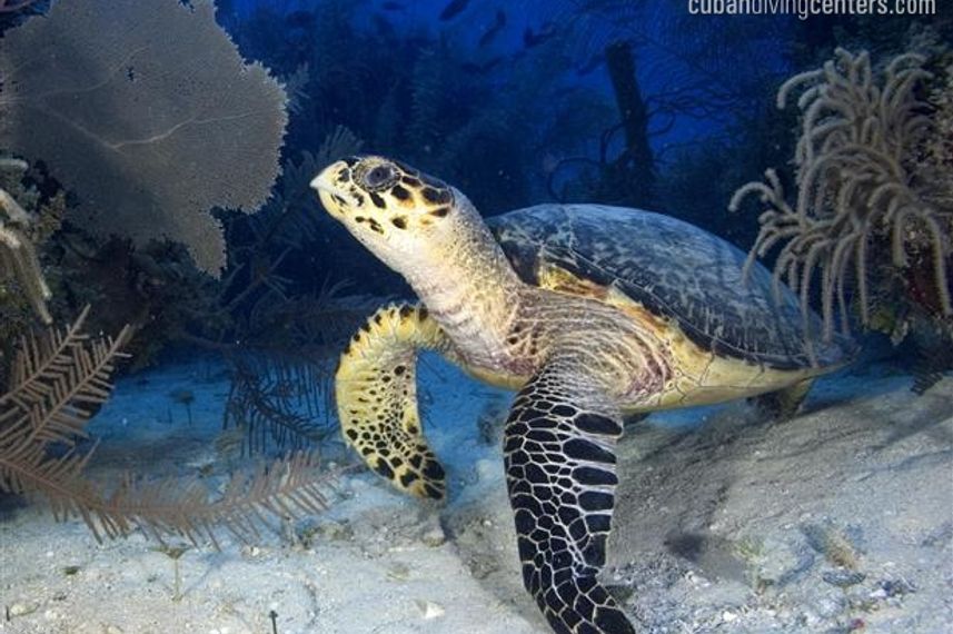 Turtle encounters in Cuba onboard La Reina