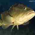 Grouper in Cuba - La Reina liveaboard, Jardines de la Reina