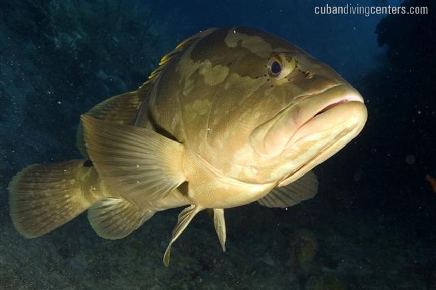 Grouper in Cuba - La Reina liveaboard, Jardines de la Reina
