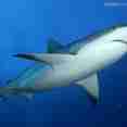 Cuba is well known for its large number of sharks