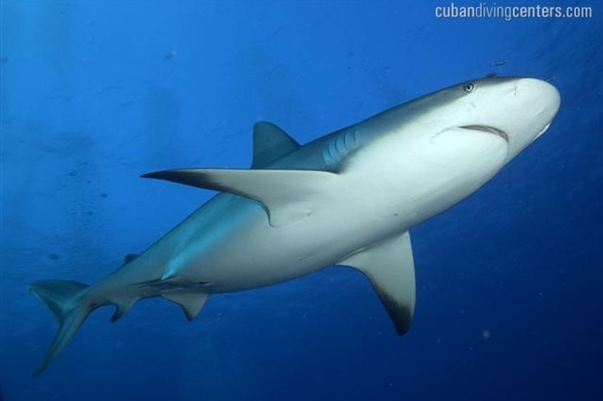 Cuba is well known for its large number of sharks
