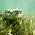 Crocodile encounters in Cuba - La Reina