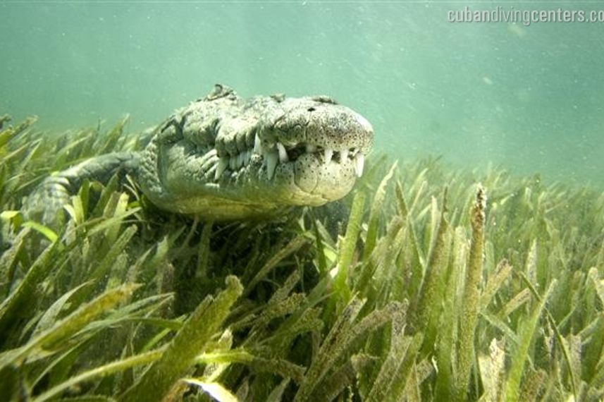 Crocodile encounters in Cuba - La Reina