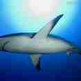 See amazing sharks in Jardines de la Reina