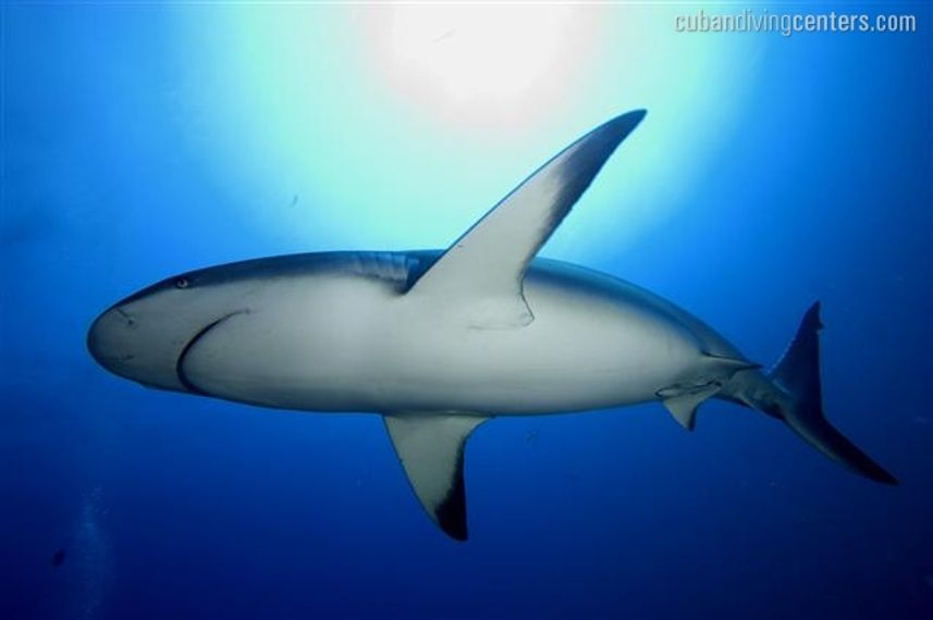 See amazing sharks in Jardines de la Reina