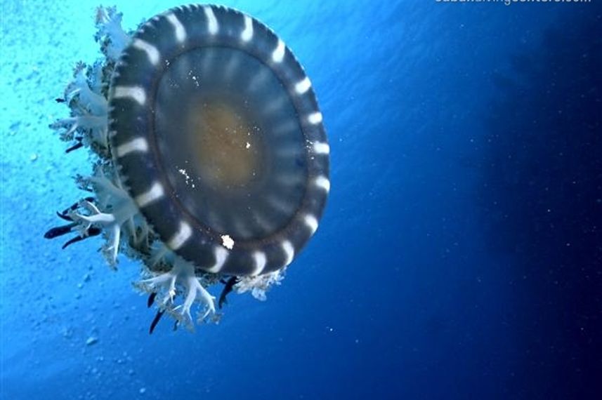 Jellyfish - Cuba - La Reina