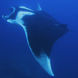 Manta - Deep Andaman Queen