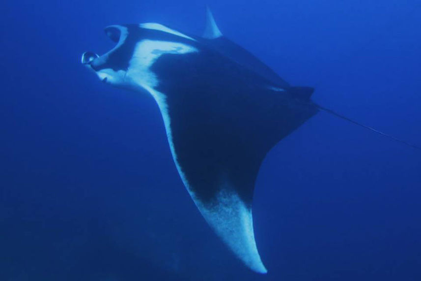 Manta Ray - Deep Andaman Queen