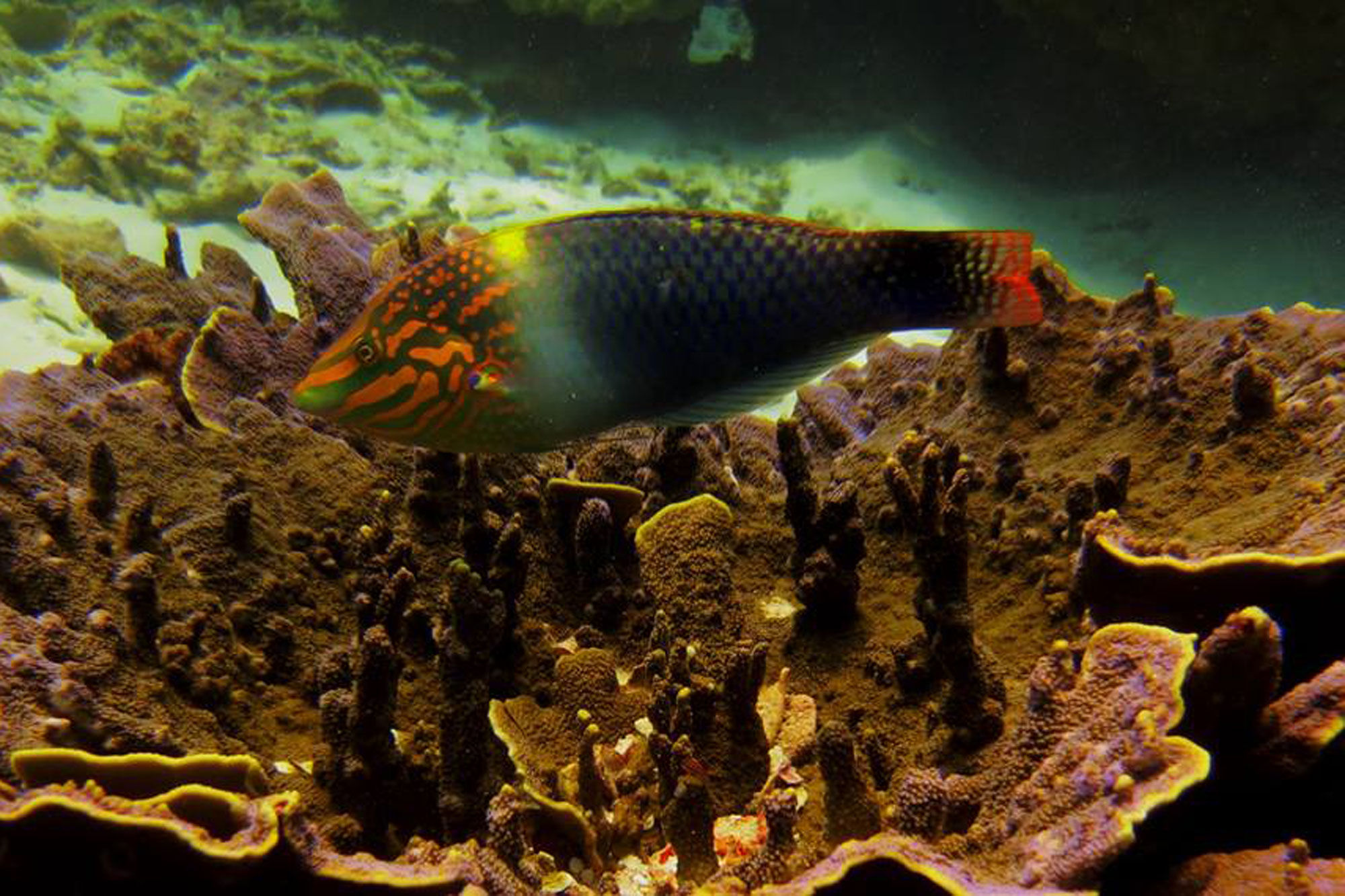 Marine Life - Deep Andaman Queen