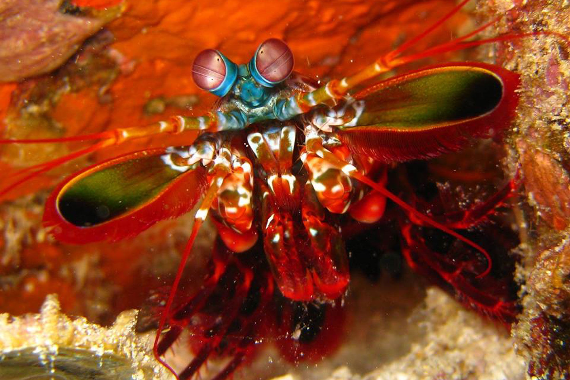 Marine Life - Deep Andaman Queen