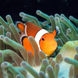 Marine Life - Deep Andaman Queen