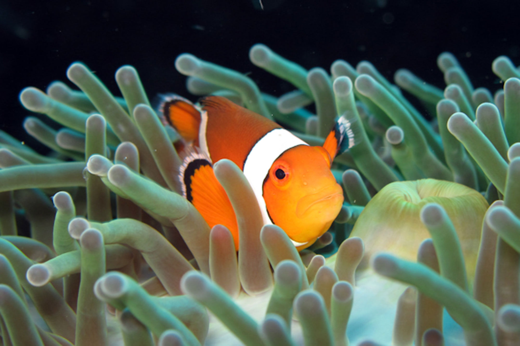 해양 생물 - Deep Andaman Queen