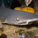 鲨鱼 - Deep Andaman Queen