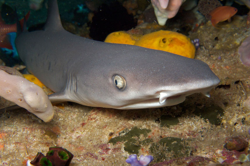 Shark - Deep Andaman Queen