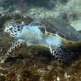 Turtle - Marco Polo