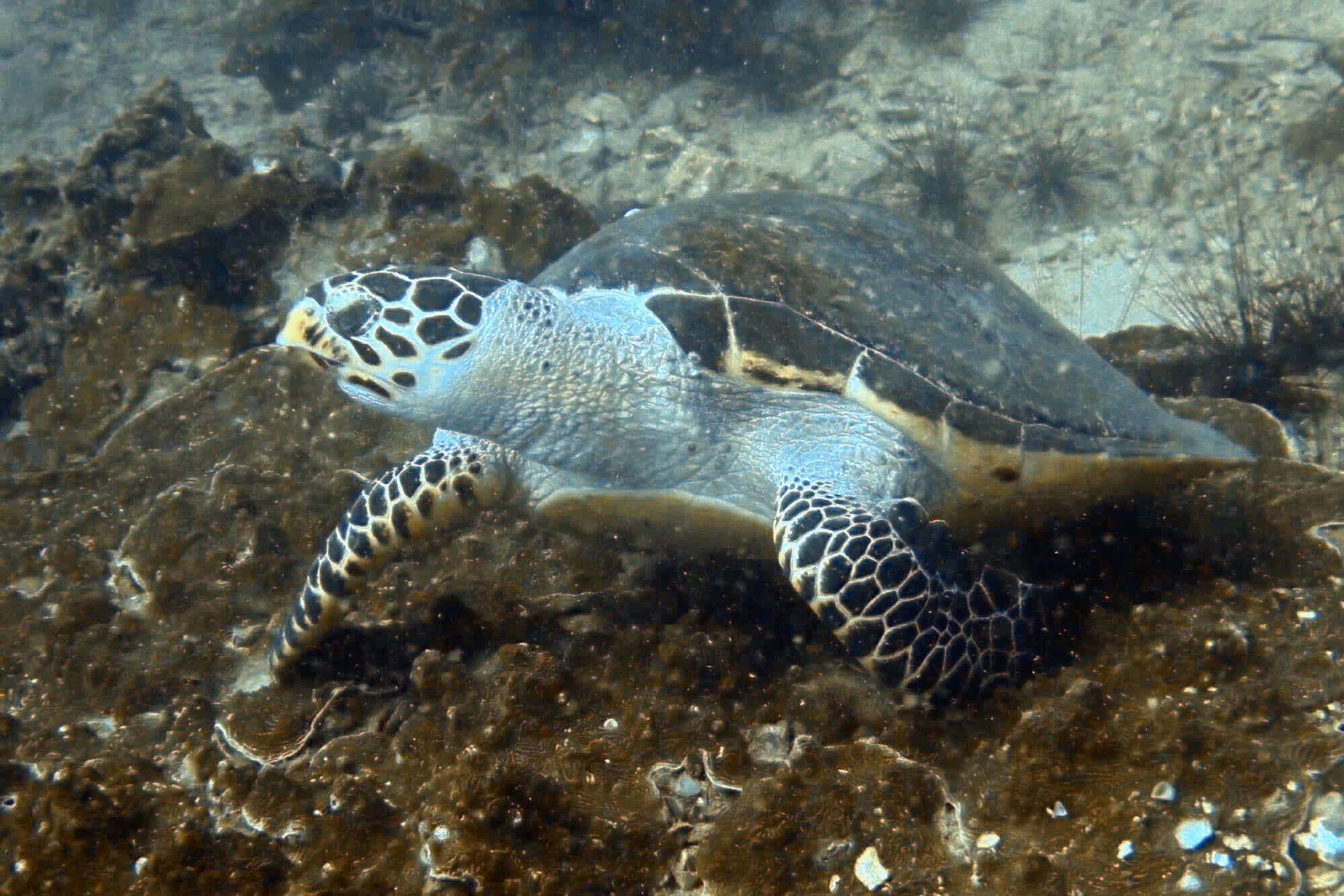 Schildpad - MV Marco Polo