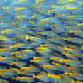 Marine Life - Marco Polo
