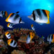 Butterfly Fish in the Galapagos