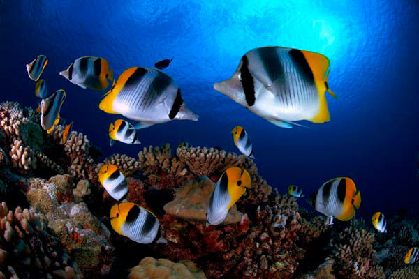 Butterfly Fish in the Galapagos