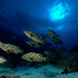 Schools of Grouper in French Polynesia