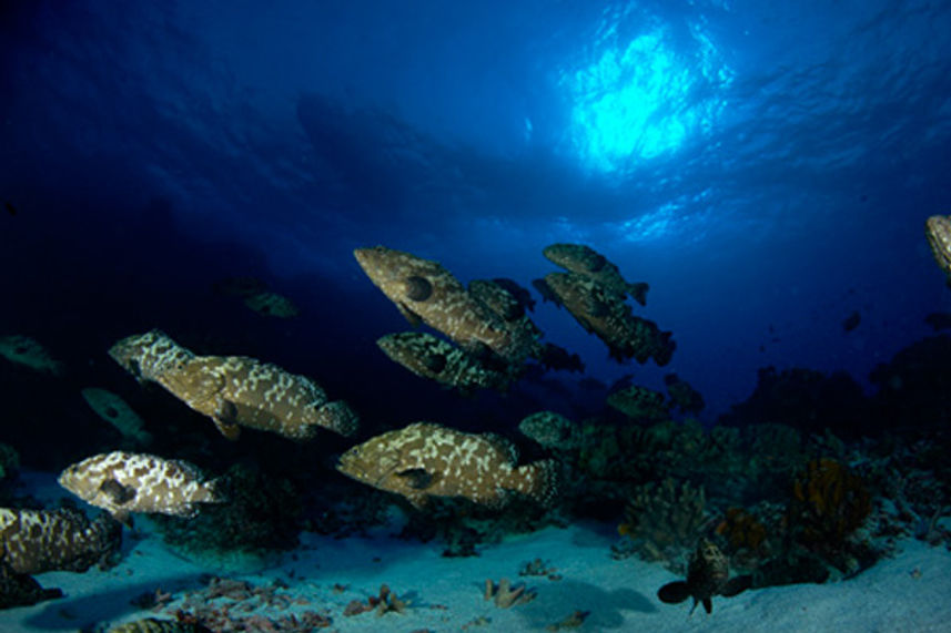 Schools of Grouper in French Polynesia