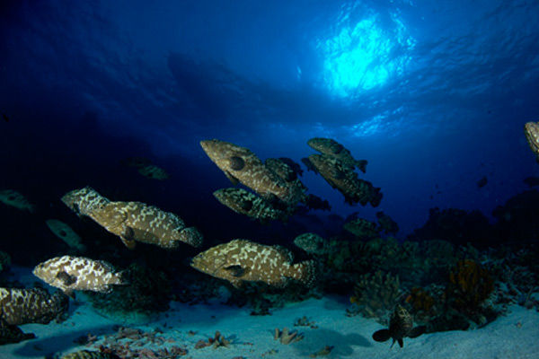 Schools of Grouper in French Polynesia