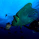 Diving in French Polynesia