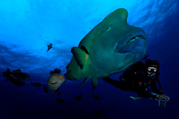 Diving in French Polynesia