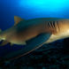 Up close with sharks - French Polynesia