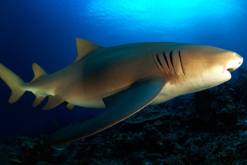 Up close with sharks - French Polynesia