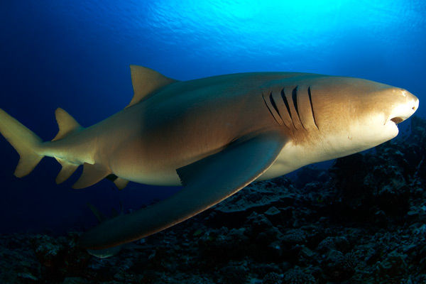 Up close with sharks - French Polynesia