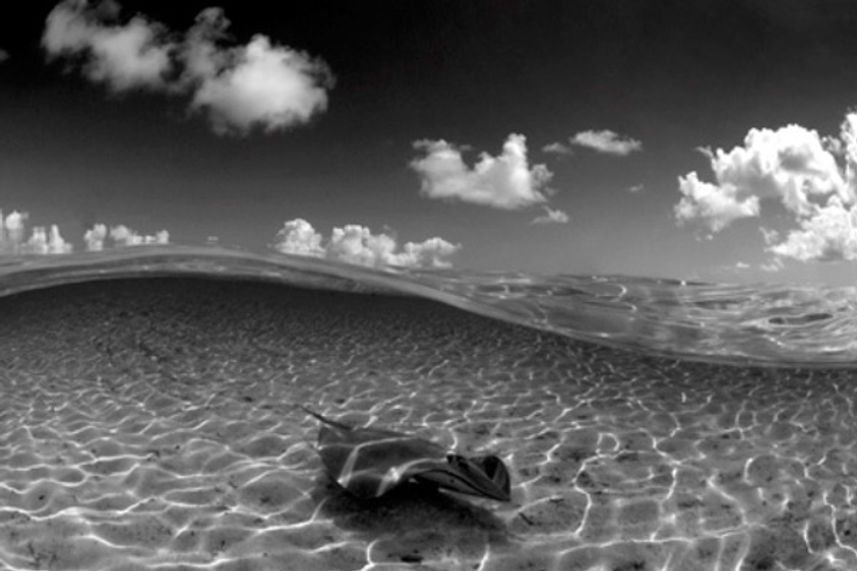 Sting Ray - French Polynesia