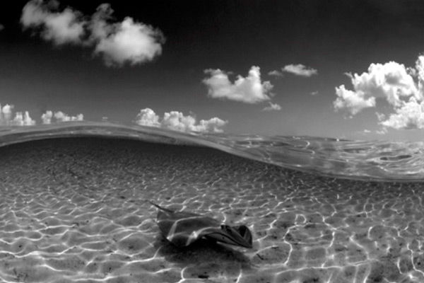 Sting Ray - French Polynesia