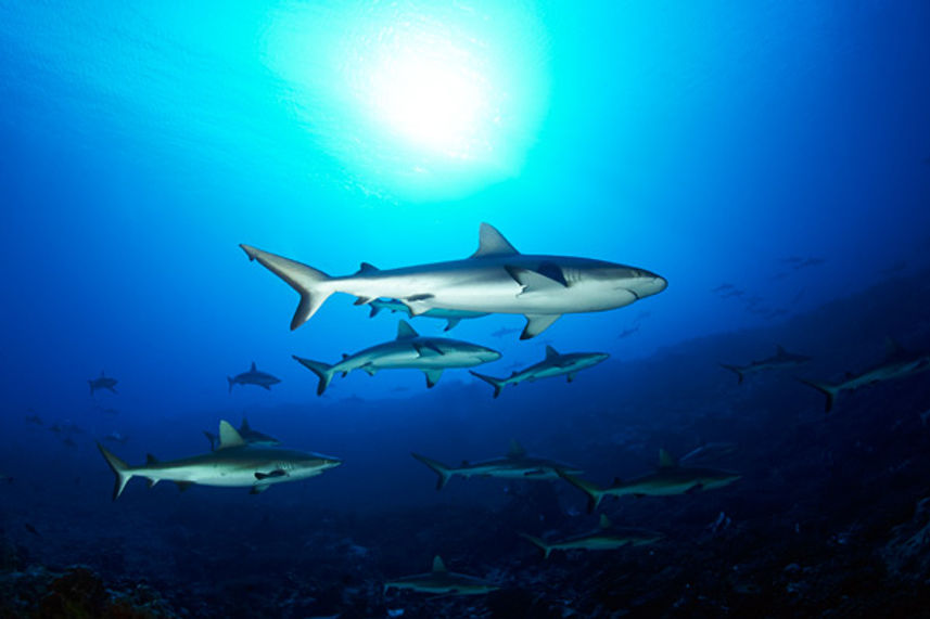 Ref Sharks - French Polynesia