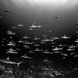 Schools of Reef Sharks - French Polynesia