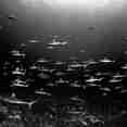 Schools of Reef Sharks - French Polynesia