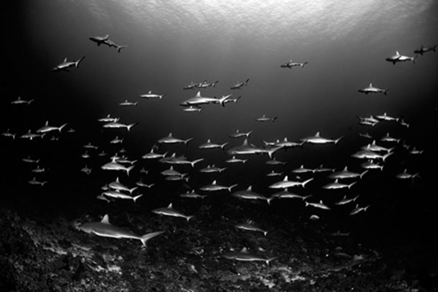 Schools of Reef Sharks - French Polynesia