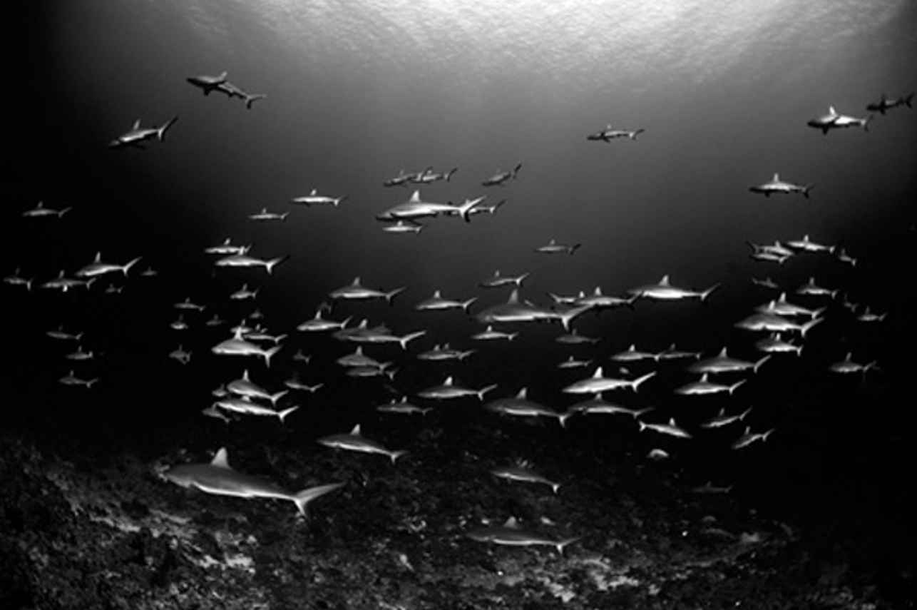 Schools of Reef Sharks - French Polynesia