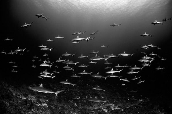 Schools of Reef Sharks - French Polynesia